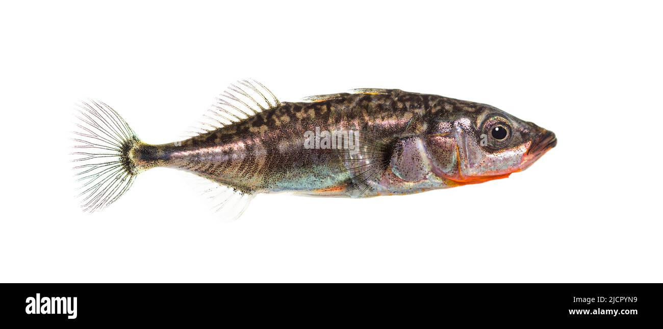 Three-spined stickleback, Gasterosteus aculeatus, isolated on white Stock Photo