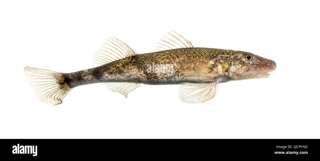 Side view Rhone streber, zingel asper, freshwater fish, isolated on