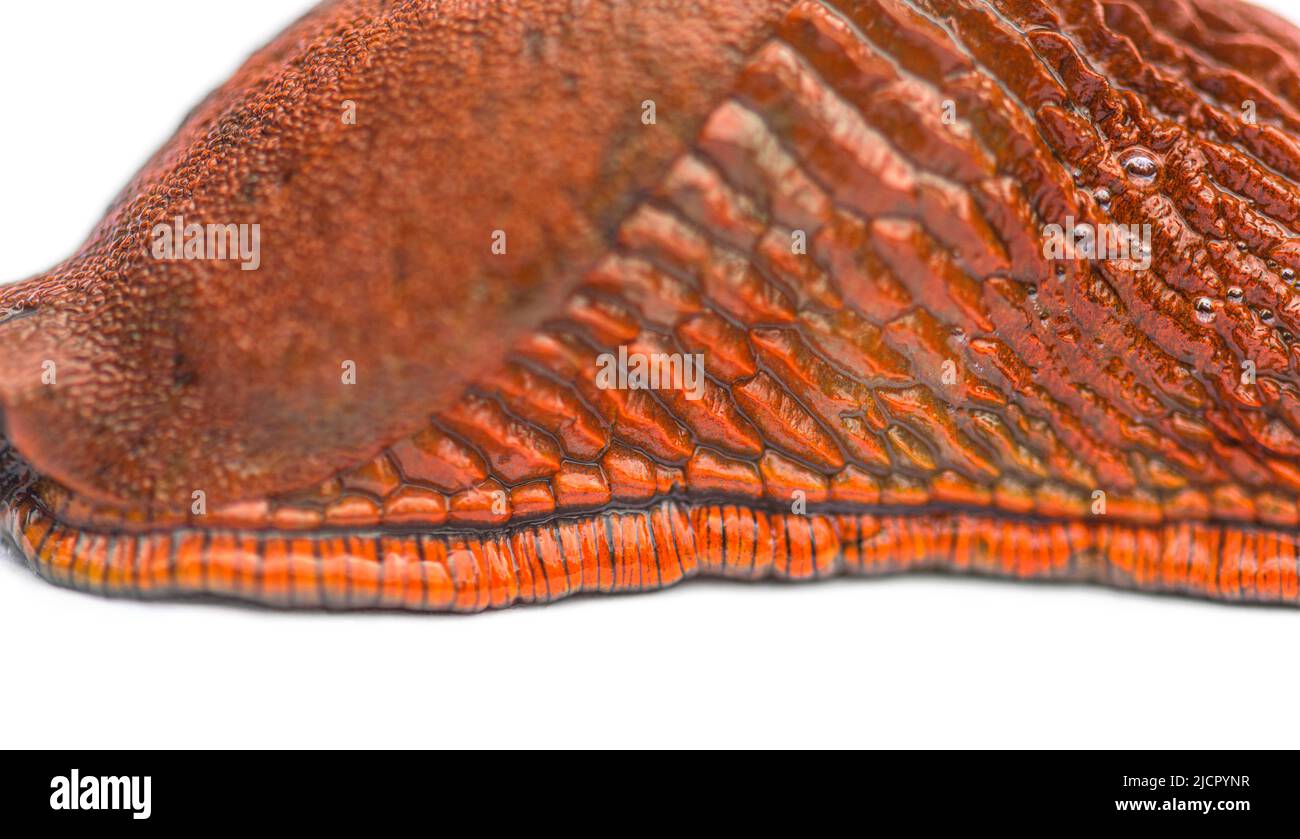 Macro on a red slug, Arion rufus, isolated on white Stock Photo - Alamy