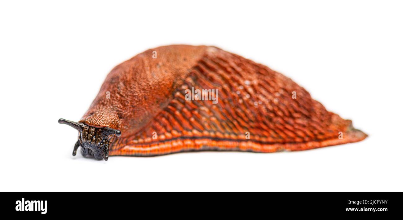 Side view on a orange red slug, Arion rufus, isolated on white Stock Photo