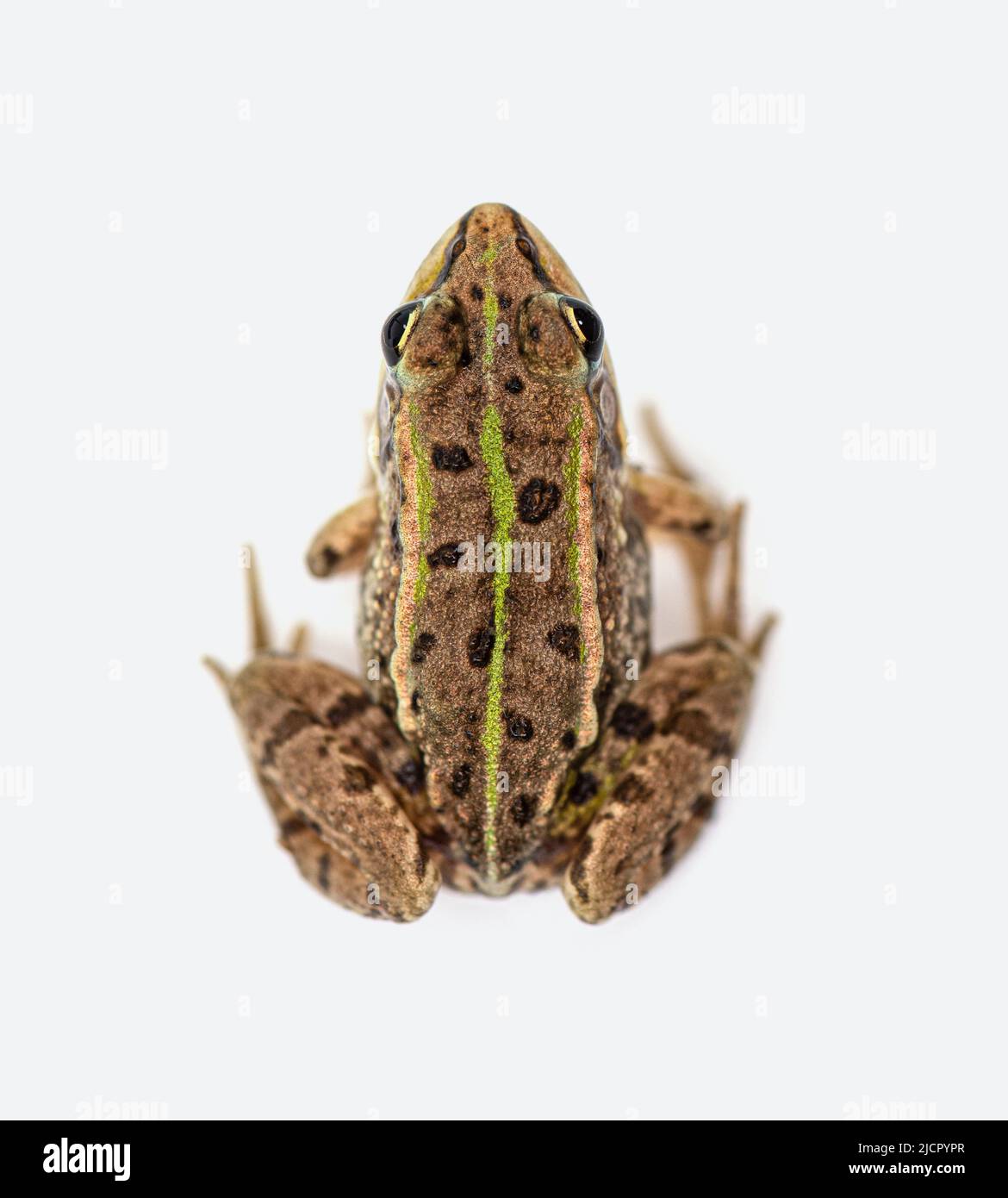 Frog Left Side Side view of Marsh frog, Pelophylax ridibundus, not isolated Stock ...