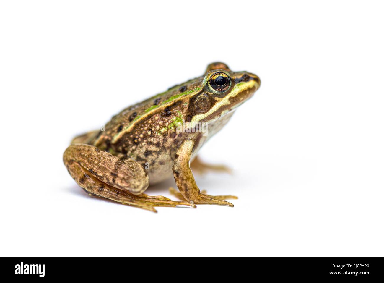 Side view of Marsh frog, Pelophylax ridibundus, isolated on white Stock Photo