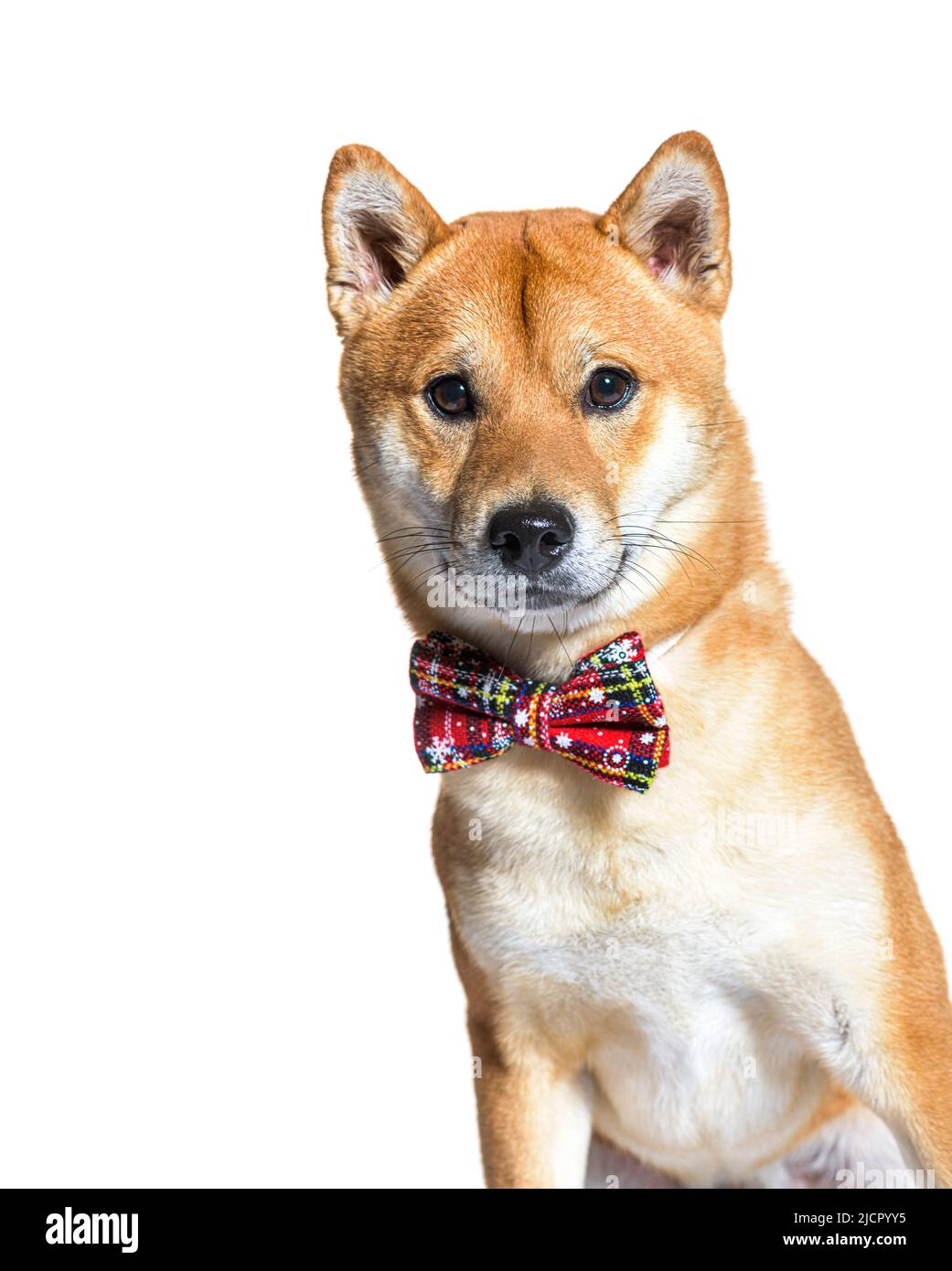 Shiba inu dog wearing a bow tie, isolated on white Stock Photo