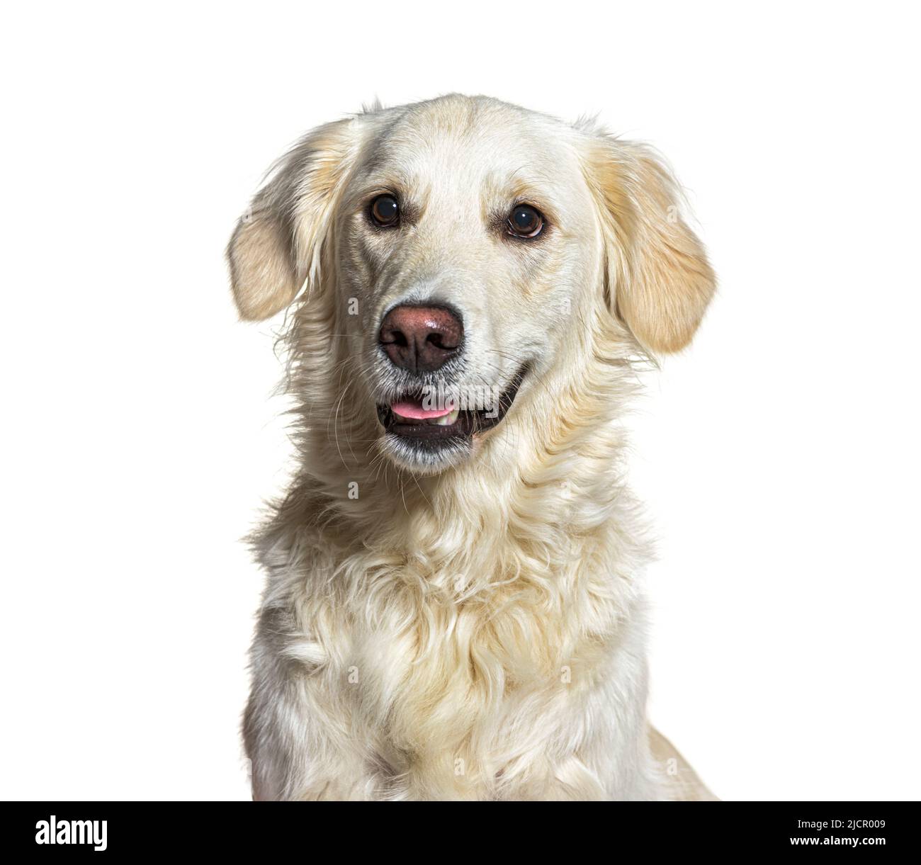 Headshot of a Panting yellow Golden Retriever, isolated on white Stock Photo