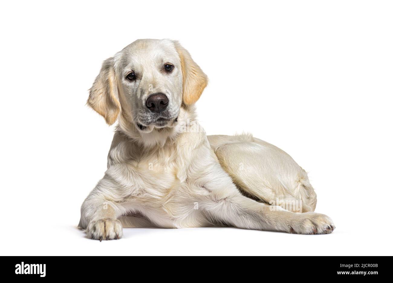 Golden colored labrador retriever hi-res stock photography and images ...
