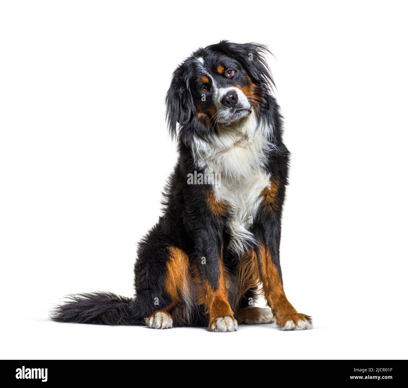 Sitting Bernese Mountain Dog panting, isolated on white Stock Photo - Alamy