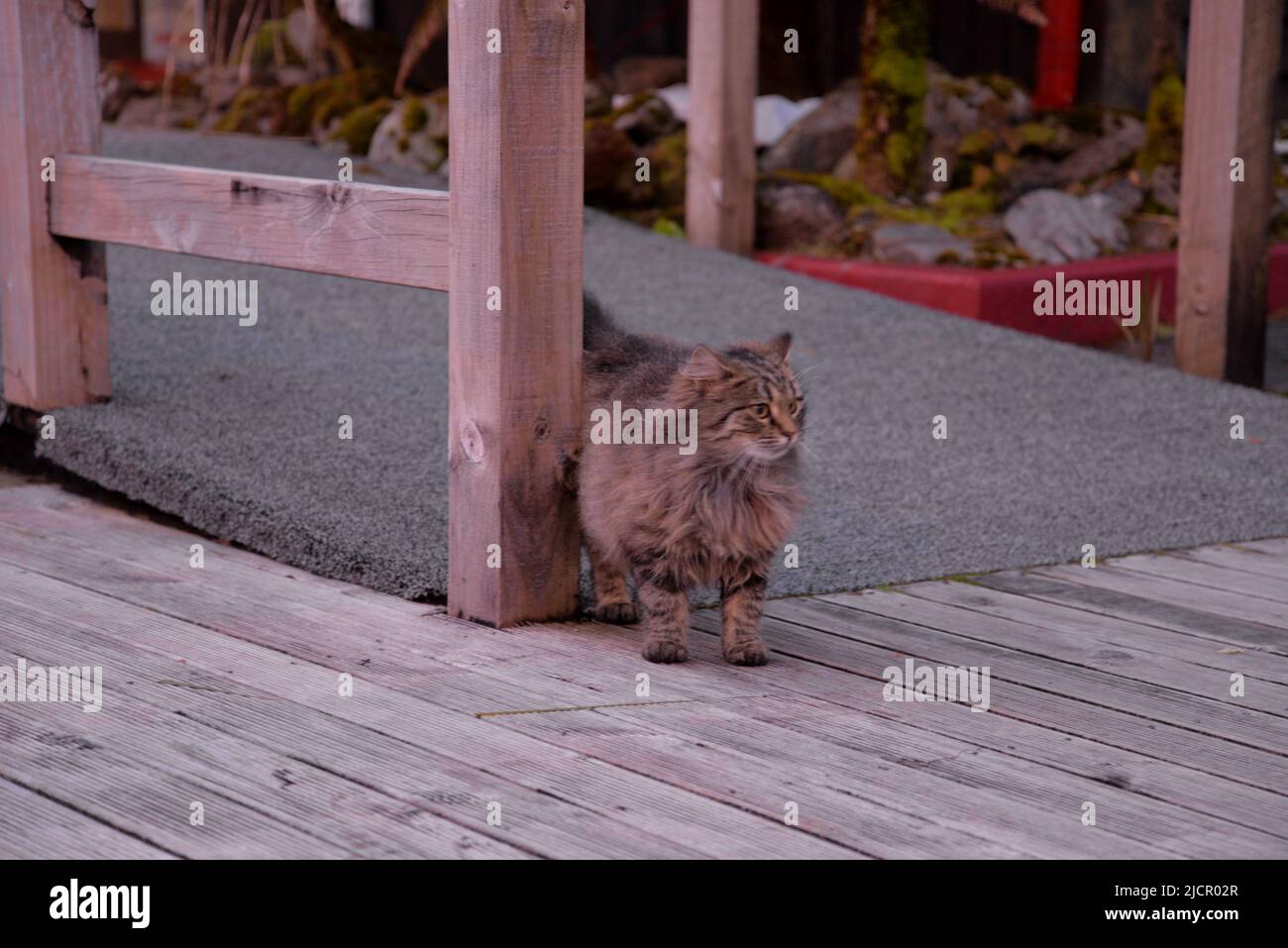 A fluffy cat stood in front of the porch. Stock Photo