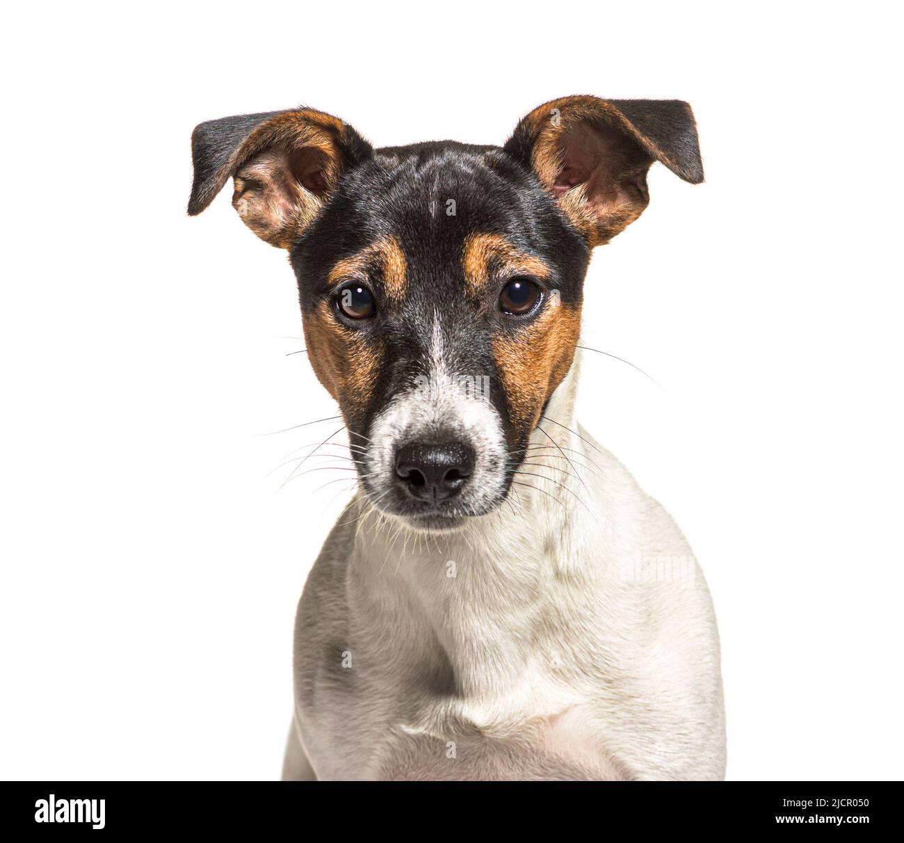 Tri color jack russell hi-res stock photography and images - Alamy