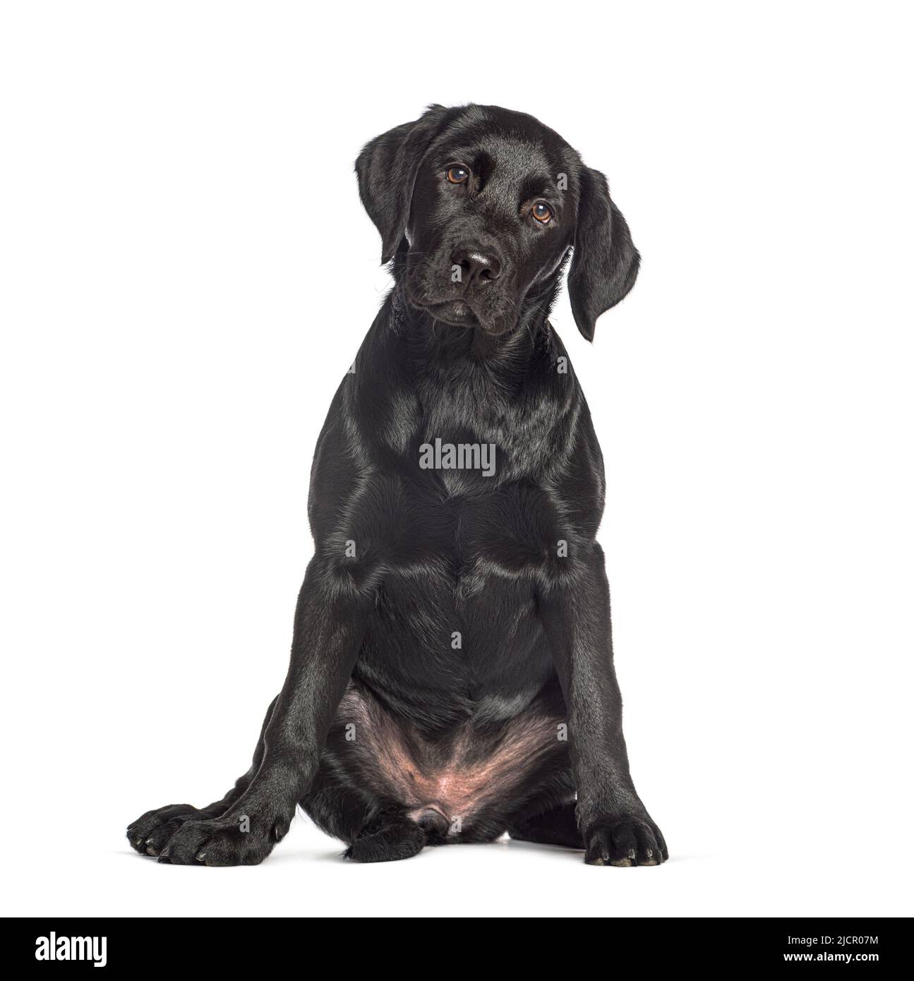 Sitting Black labrador dog, isolated on white Stock Photo - Alamy