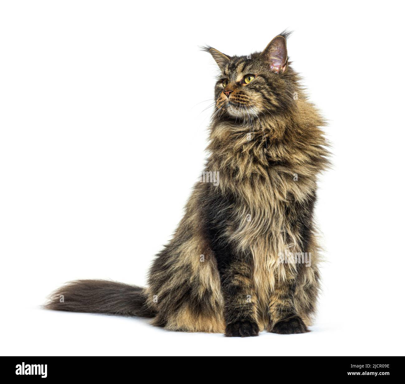 Maine coon cat sitting in front, looking up away, isolated Stock Photo