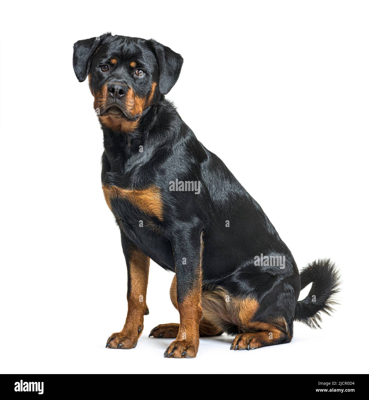Young rottweiler dog sitting, side view and looking at the camera Stock Photo