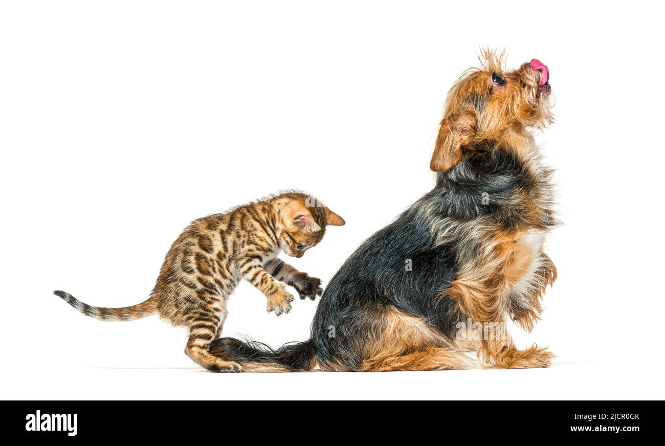 Bengal kitten playing and surprising a dog by its back, isolated Stock Photo