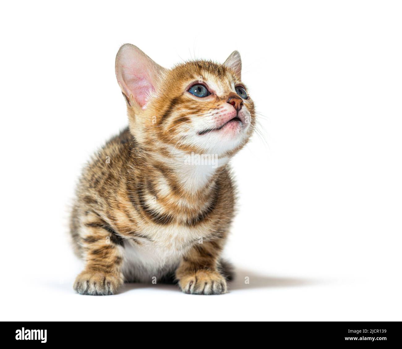 Shy bengal cat kitten looking up, six weeks old, isolated on white Stock Photo
