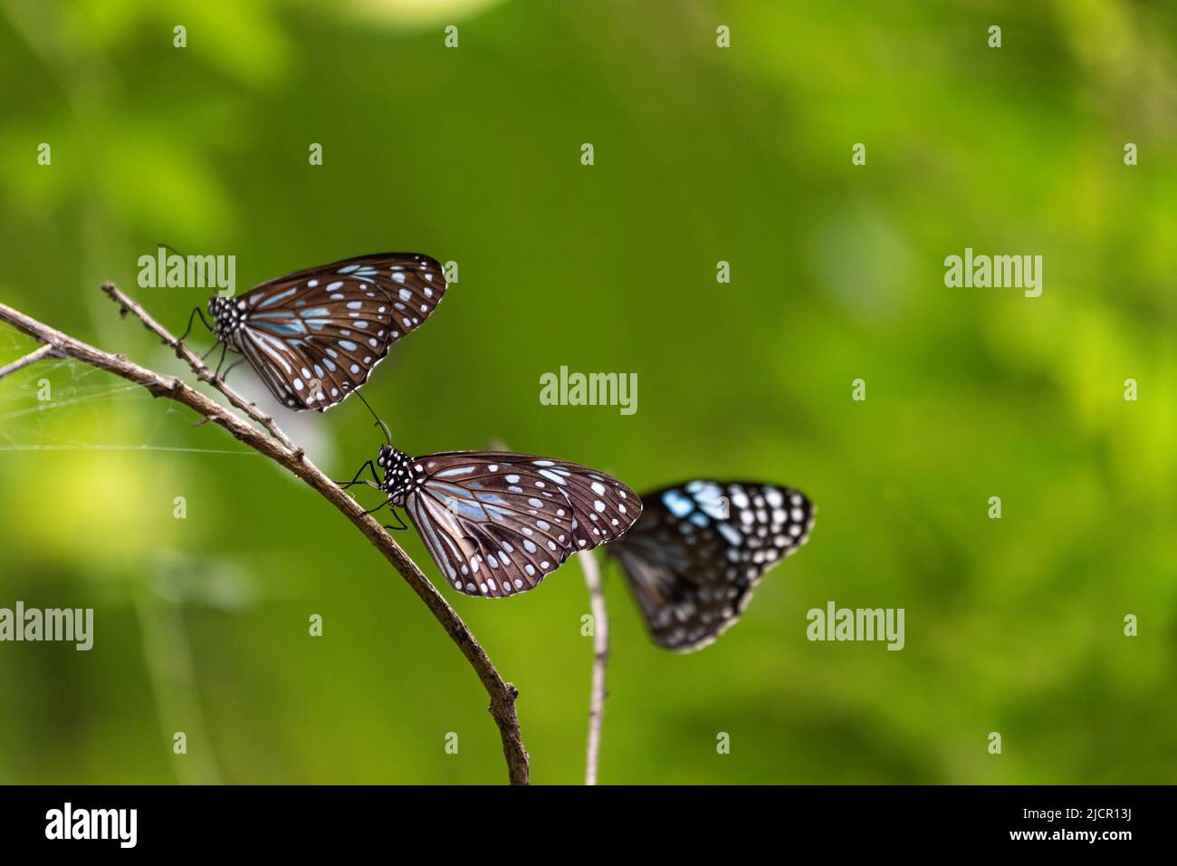 Blue Tiger Butterflies sit on a twig, on a green background. Currumbin Wildlife Sanctuary, Queensland, Australia Stock Photo