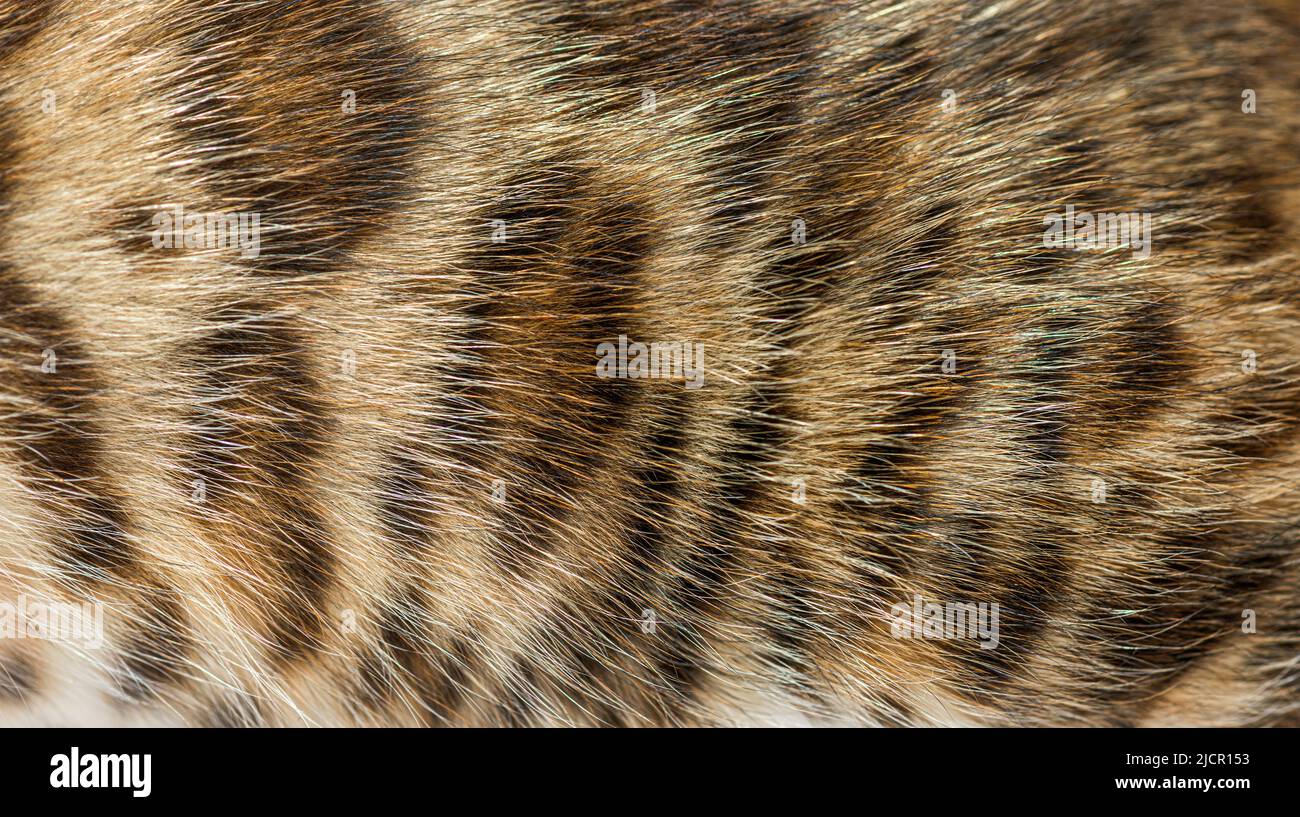 Closeup on the Bengal cat fur, Animal background Stock Photo Alamy