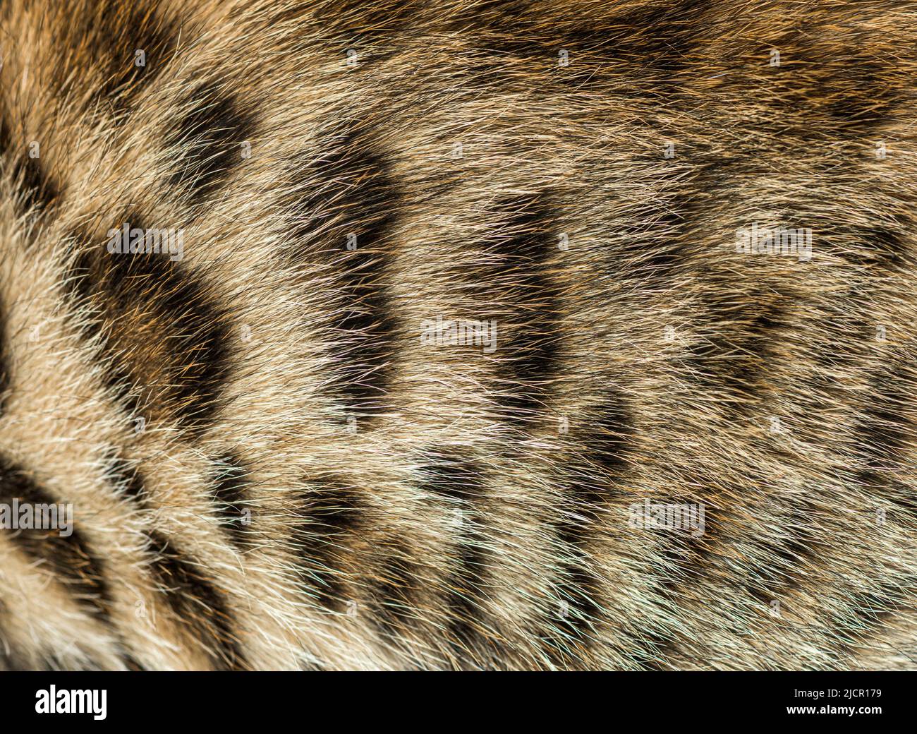 Close-up on the Bengal cat fur, Animal background Stock Photo