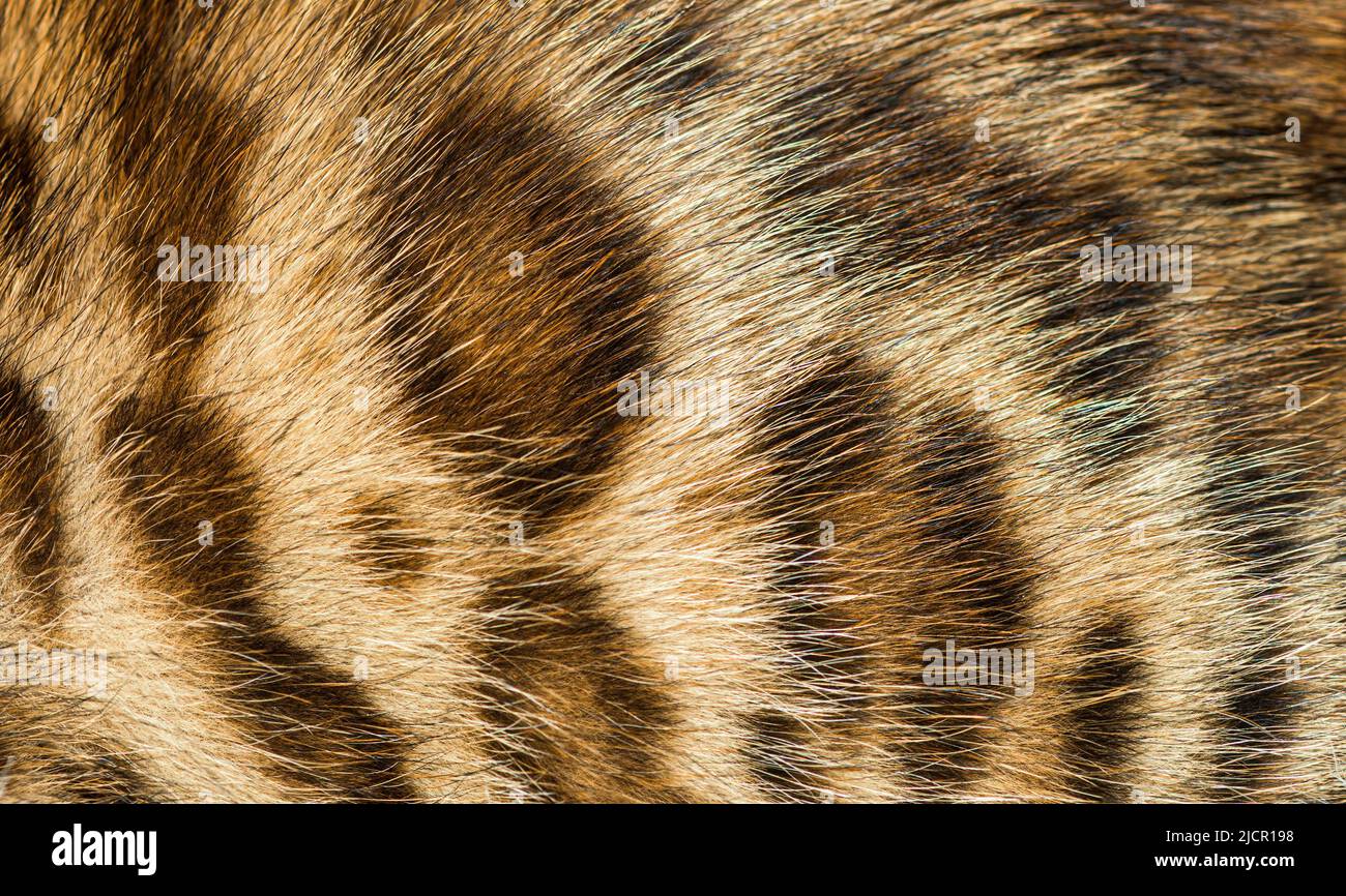 Closeup on the Bengal cat fur, Animal background Stock Photo Alamy