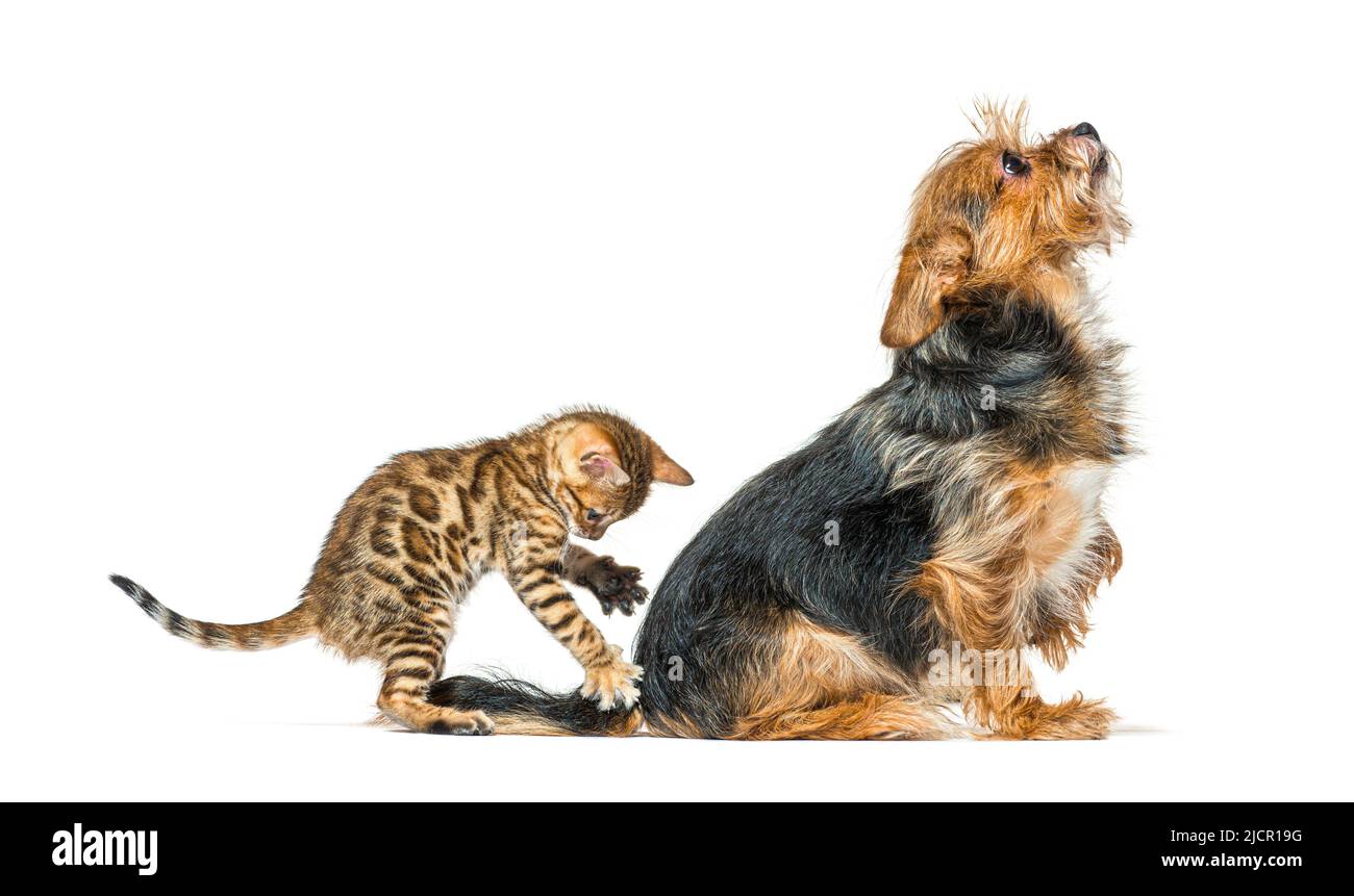 Bengal kitten playing and surprising a dog by its back, isolated Stock Photo