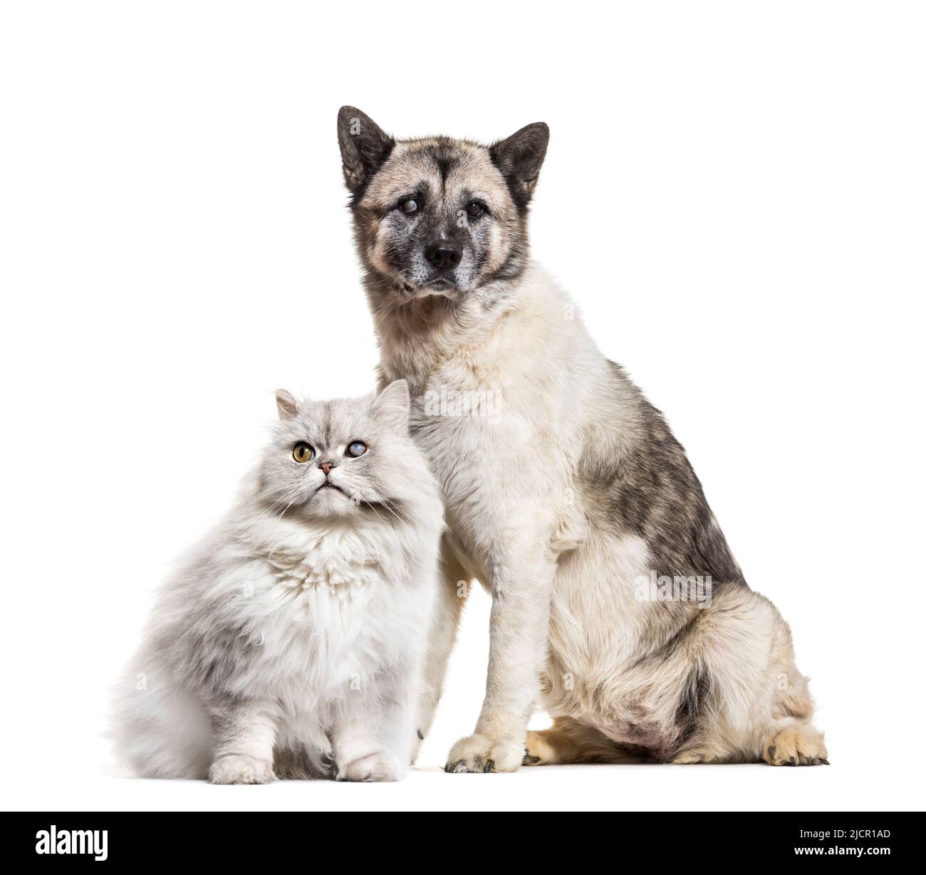 One-eyed blind cat and dog, isolated on white Stock Photo