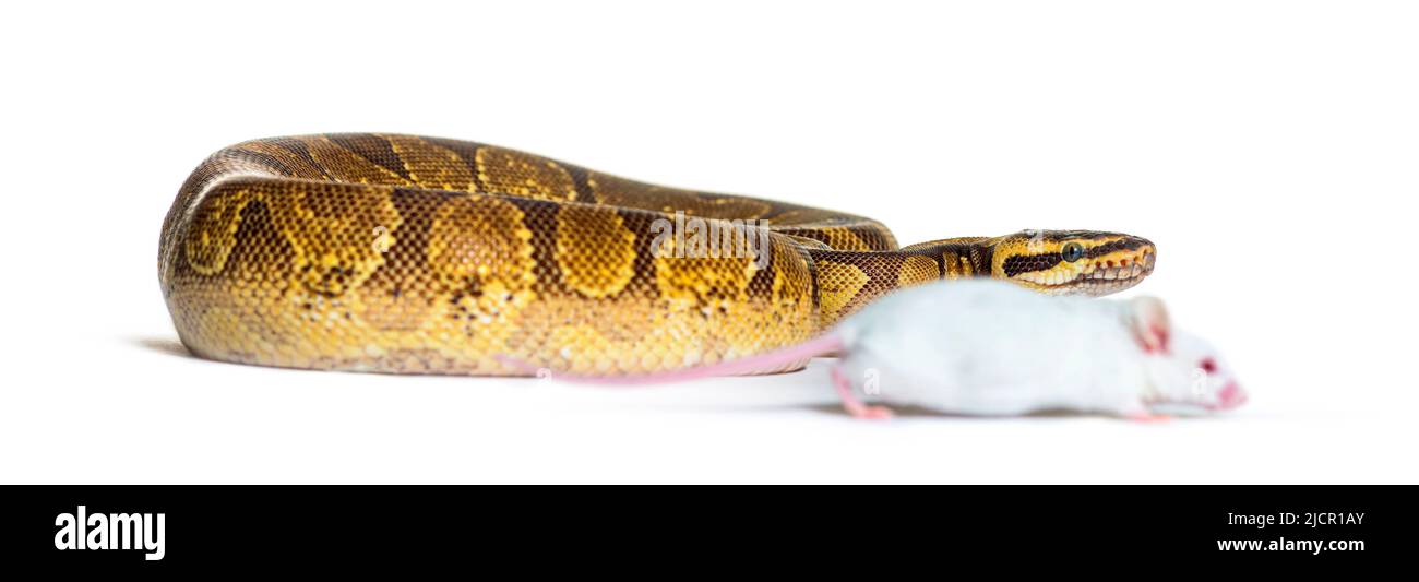 Ball python playing with a white mouse, Python regius, isolated Stock ...