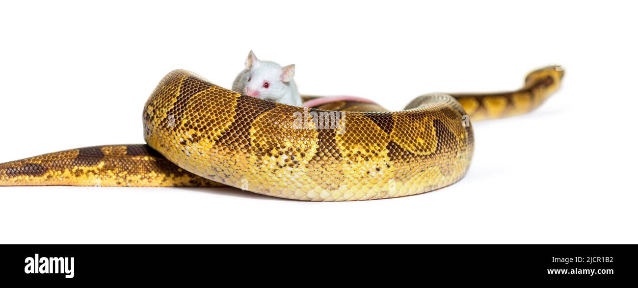 Ball python playing with a white mouse, Python regius, isolated Stock Photo