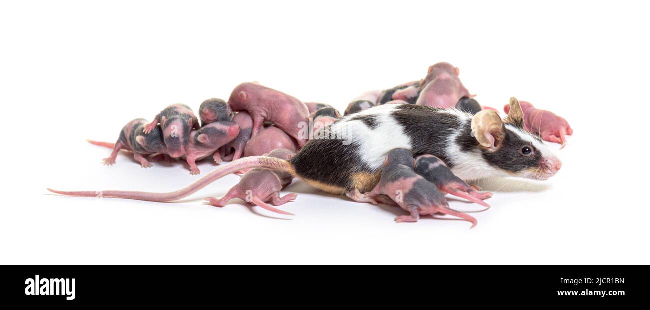 Group of fancy mouse, few days old hairless pups and mother - Mus musculus domestica, isolated on white Stock Photo