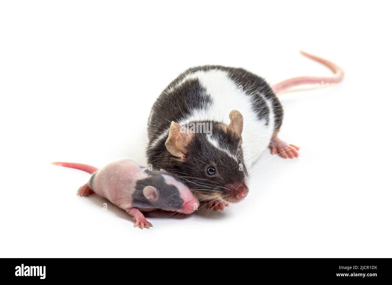 Mother fancy mouse cuddling her six days old baby - Mus musculus ...