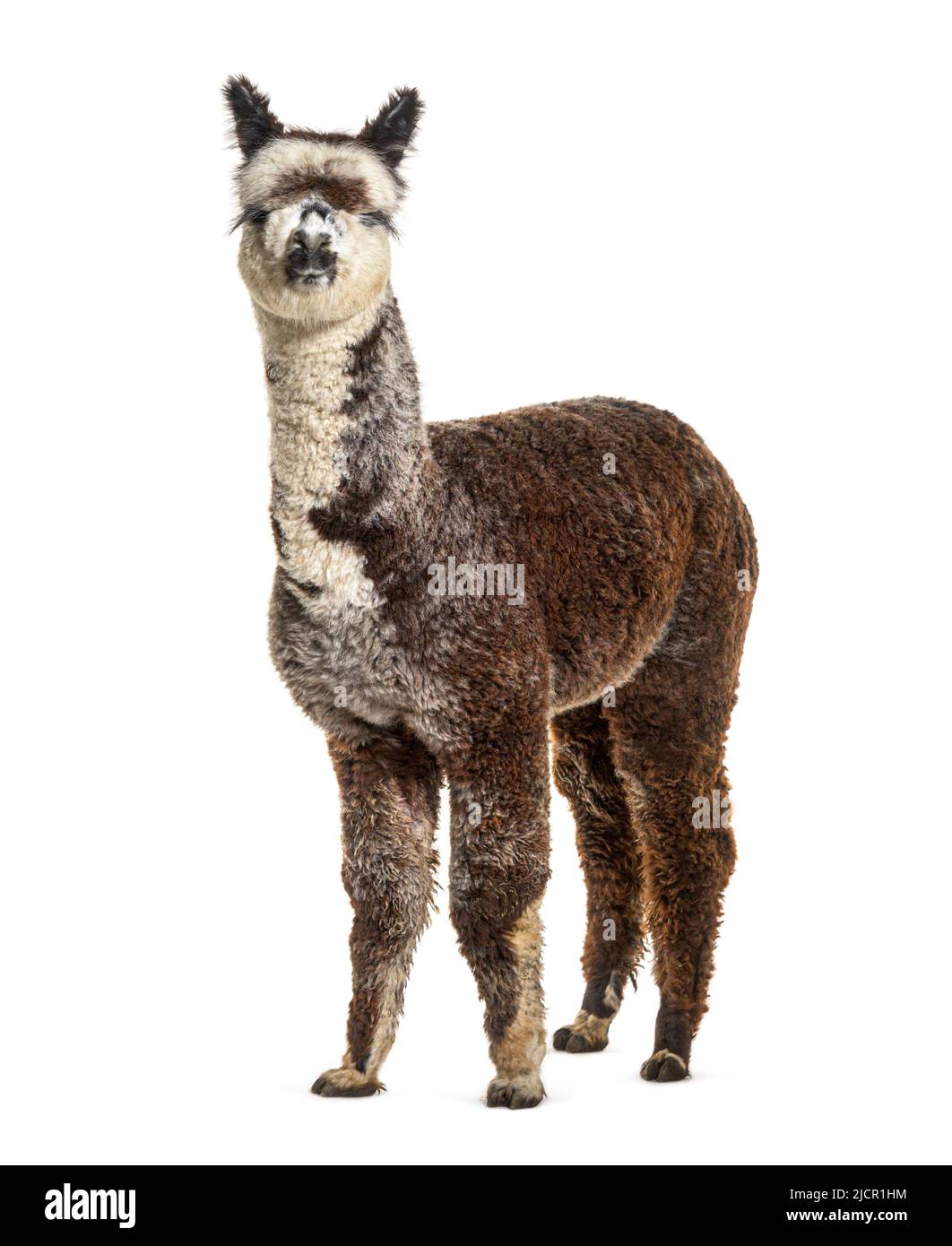 Alpaca front view hi-res stock photography and images - Alamy