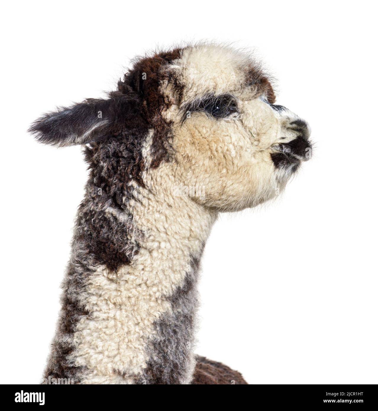 Rose grey young alpaca - Lama pacos, isoltaed on white Stock Photo