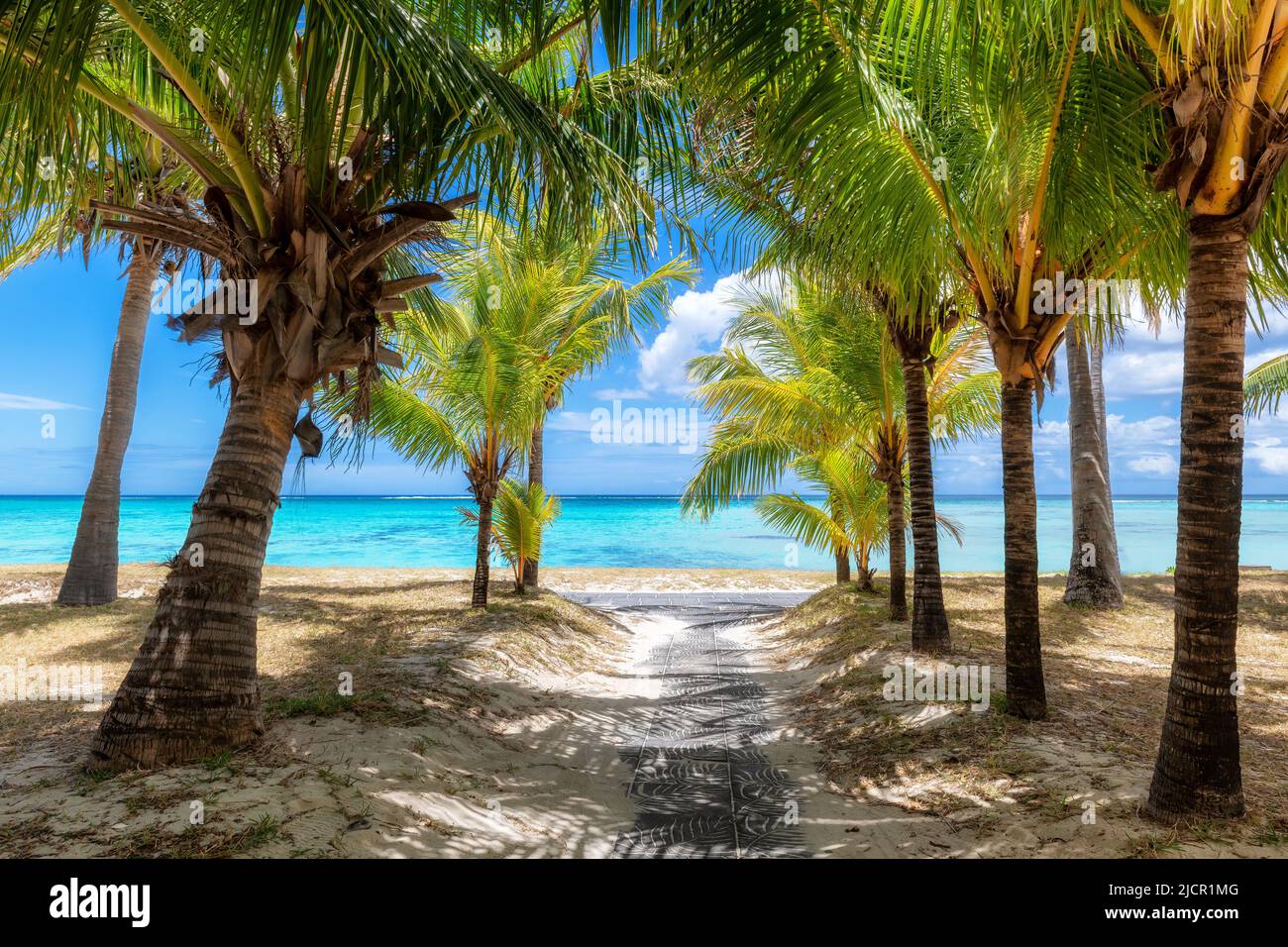 Beautiful alley with palm trees in tropical island Stock Photo