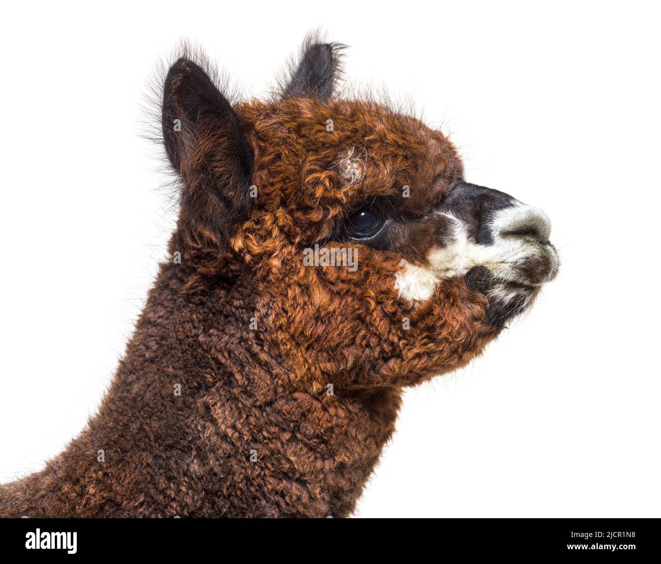 Rose grey young alpaca eight months old - Lama pacos, isoltaed on white Stock Photo