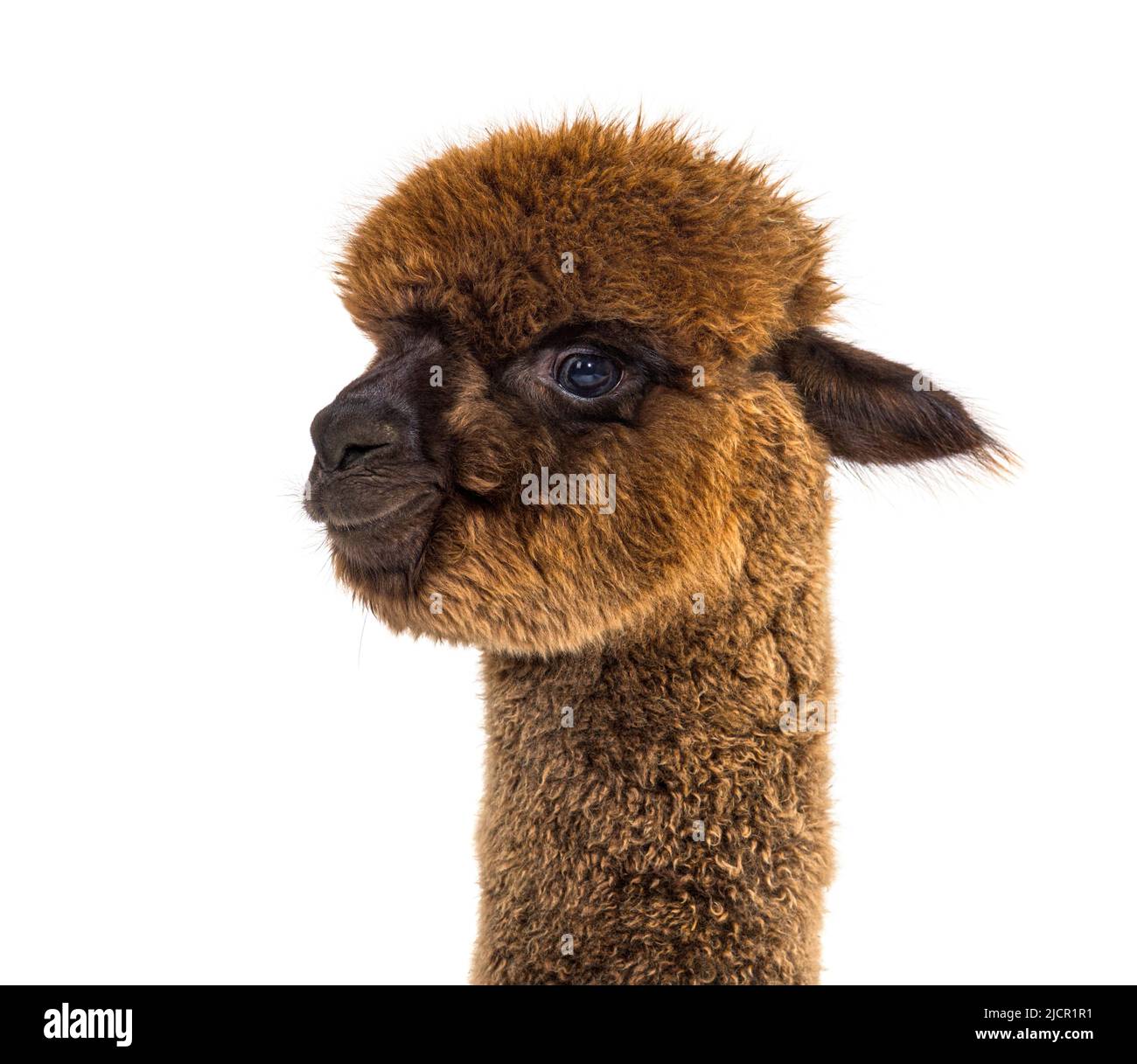 Dark brown young alpaca - Lama pacos, isoltaed on white Stock Photo