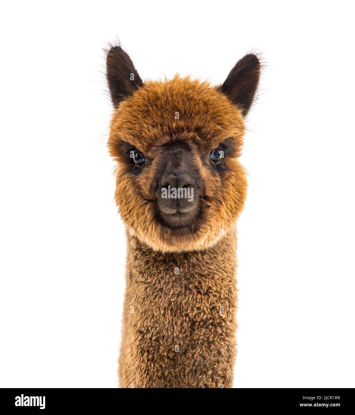 Dark brown young alpaca - Lama pacos, isoltaed on white Stock Photo