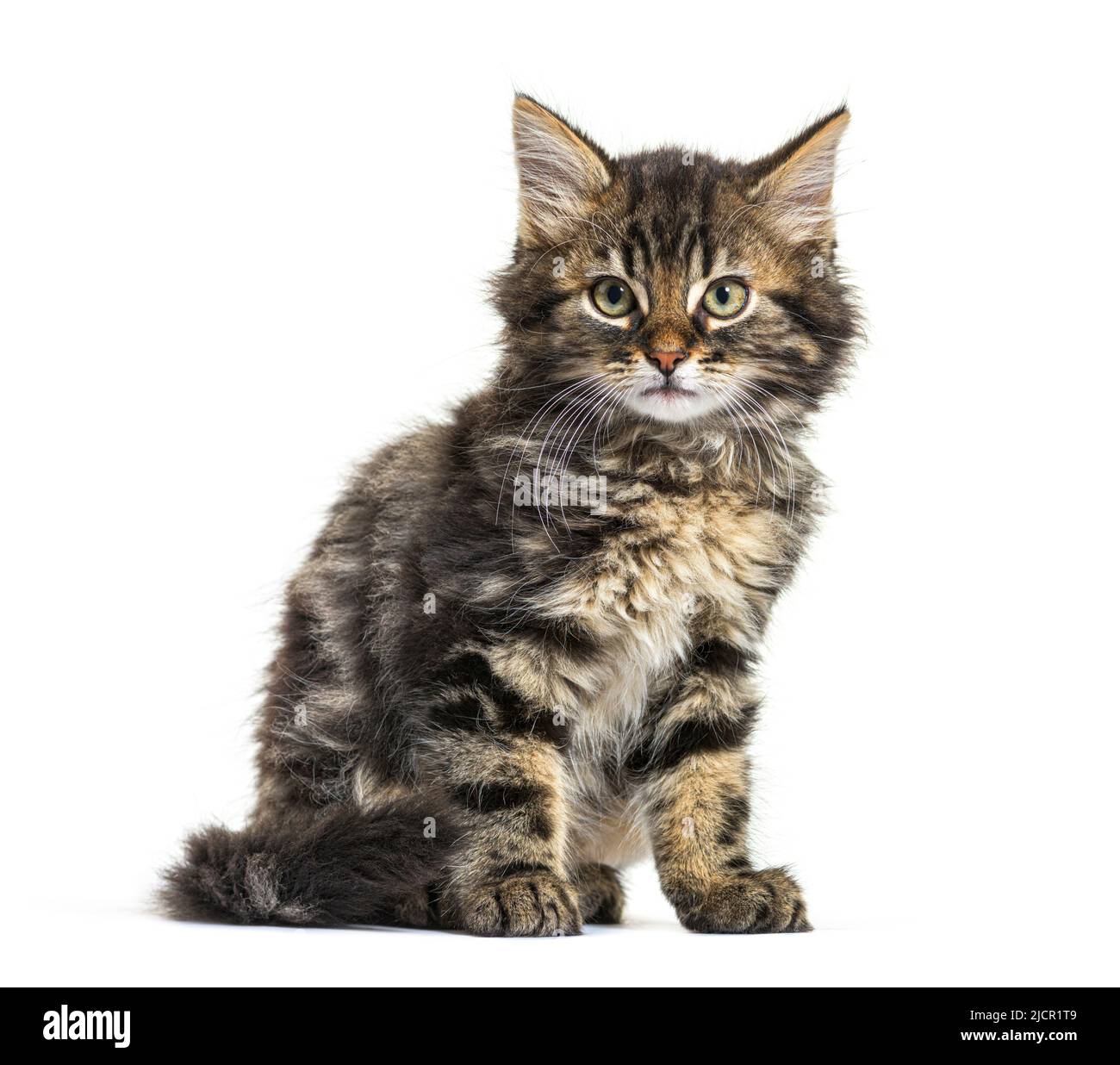 Maine Coon kitten nine weeks old, sitting isolated on white Stock Photo