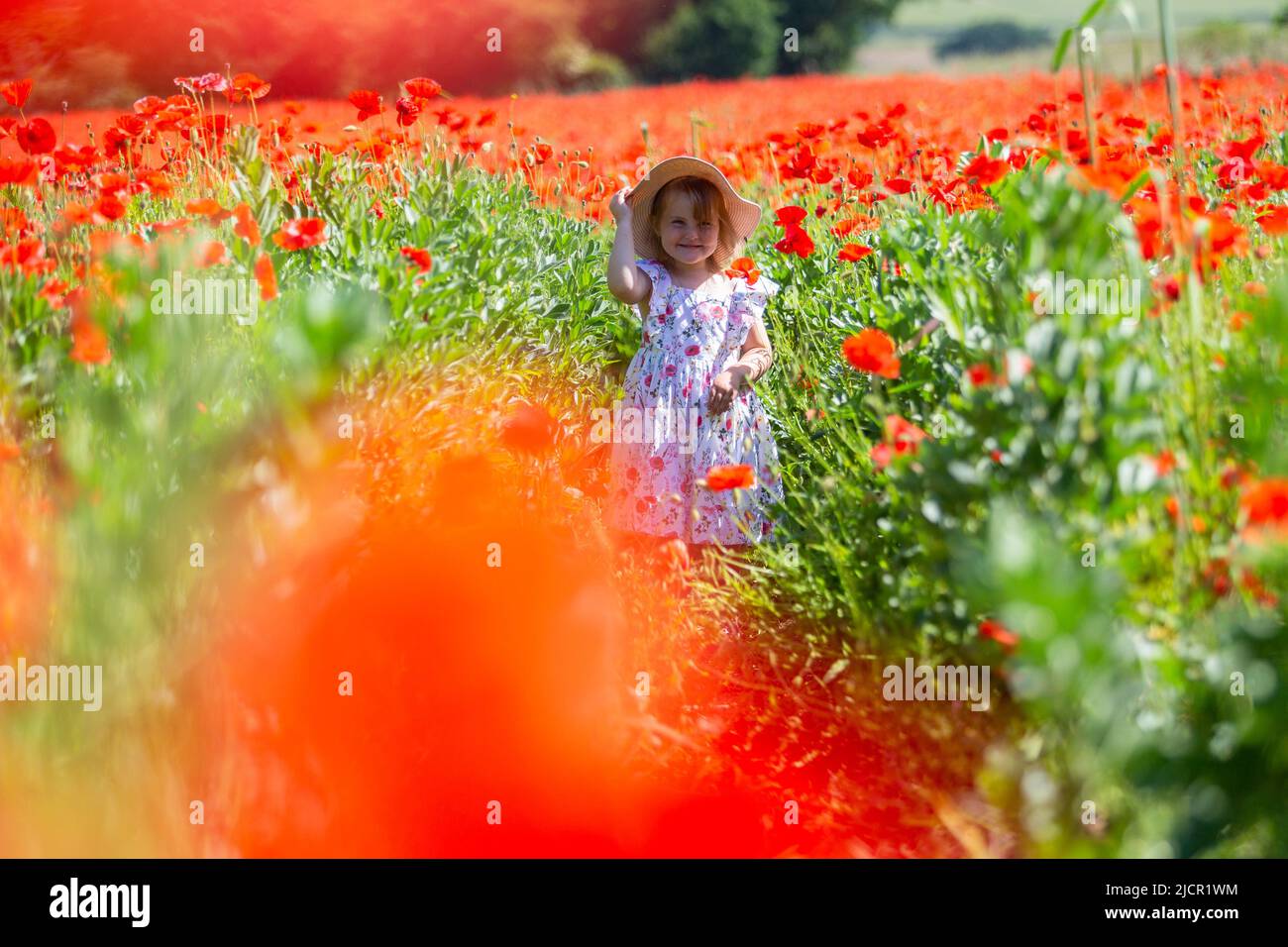 Three year old girl in a poppy field, UK 2022 Stock Photo
