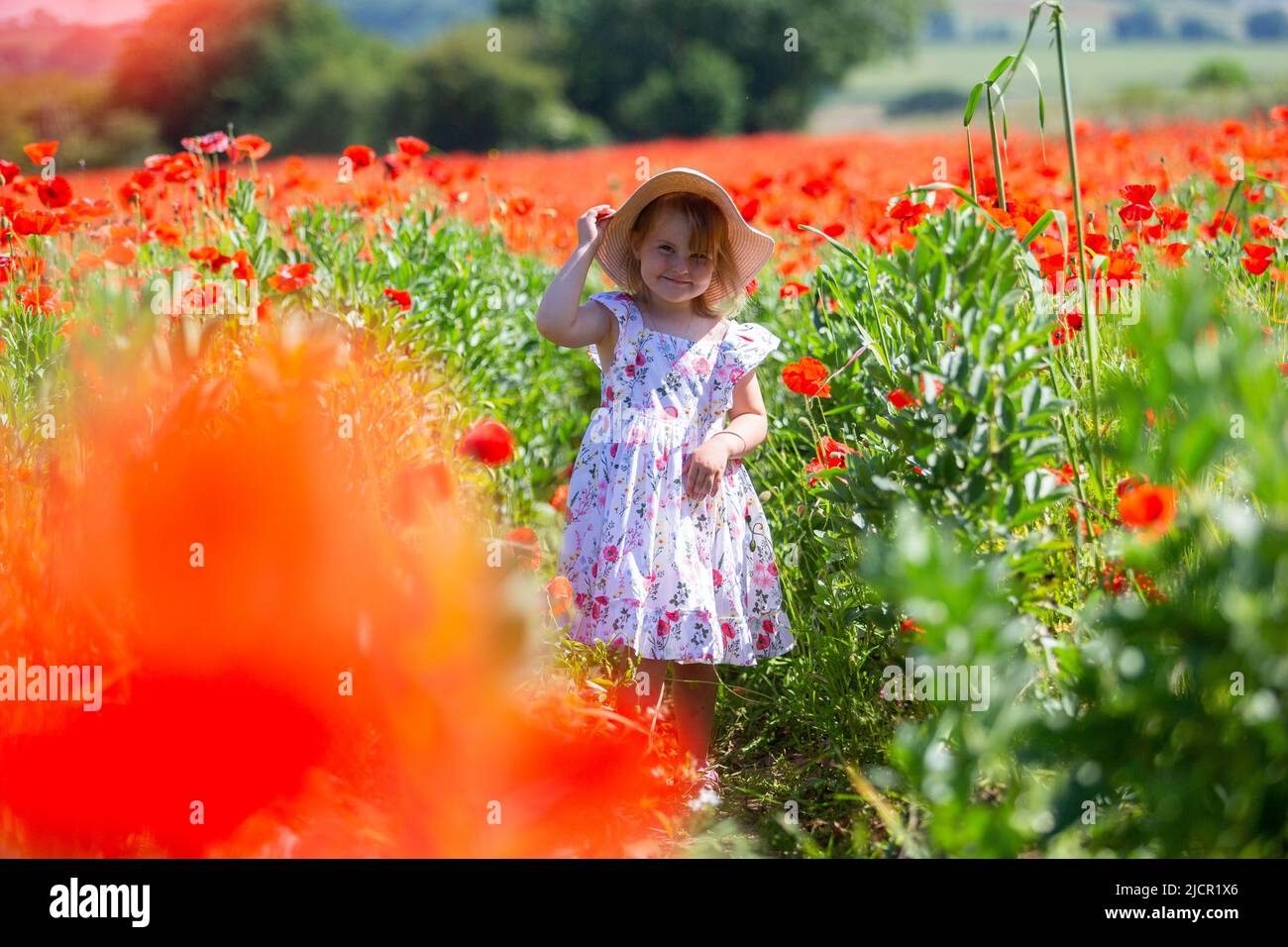 Three year old girl in a poppy field, UK 2022 Stock Photo