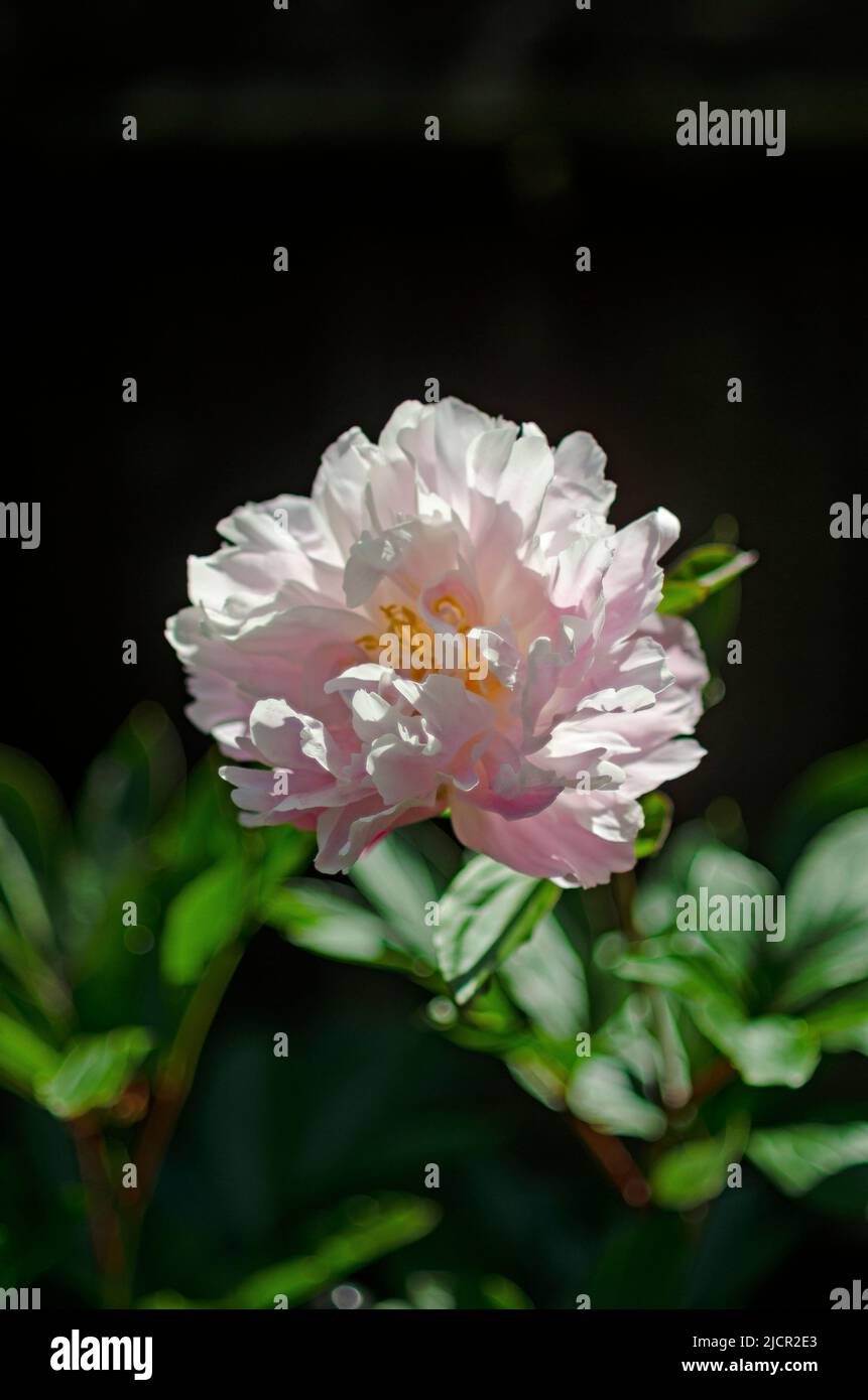 Peony (disambiguation) with dark background Stock Photo