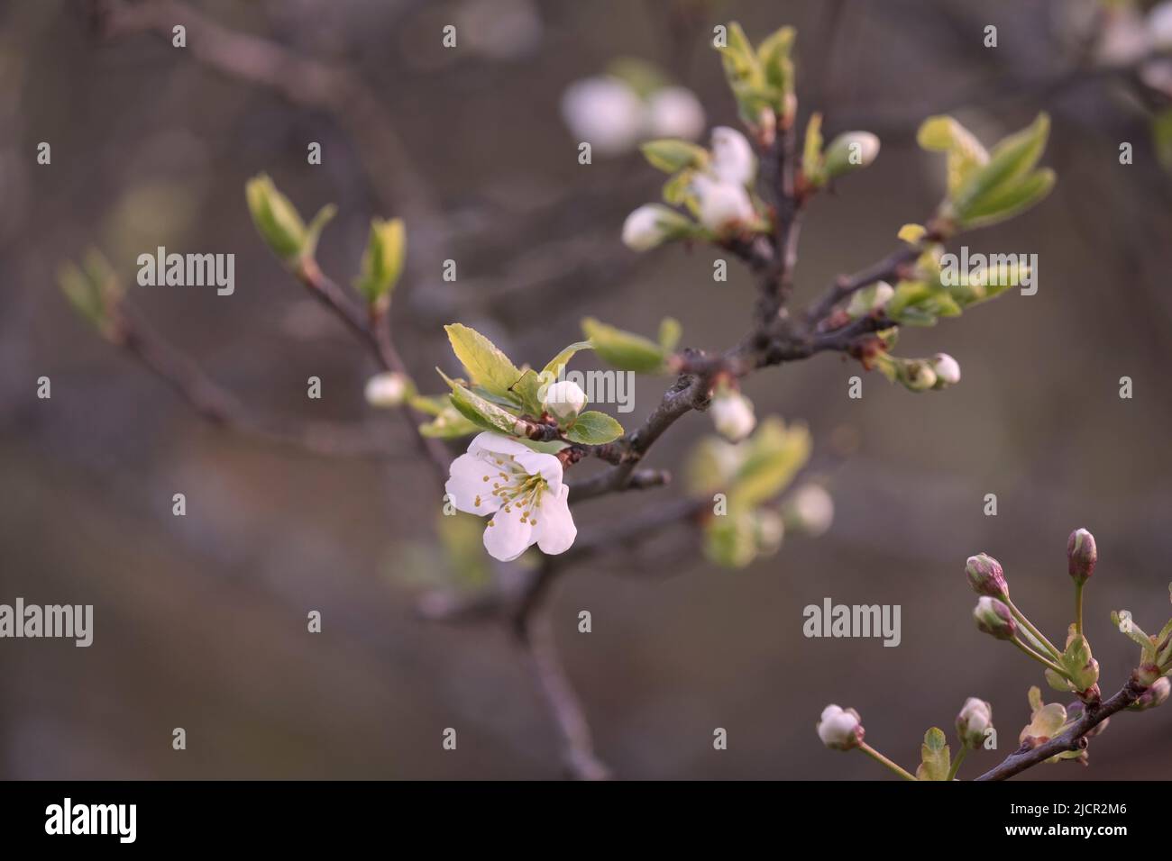 sakura-cherry-blossom-in-the-garden-in-the-evening-color-stock-photo