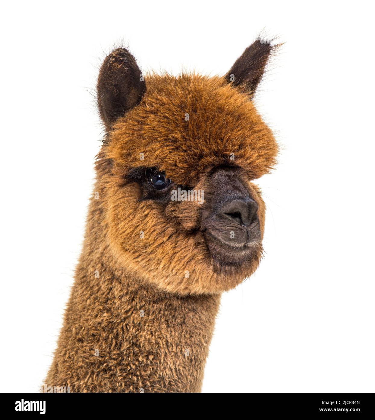 Portrait of a brown alpaca - Lama pacos, isoltaed on white Stock Photo