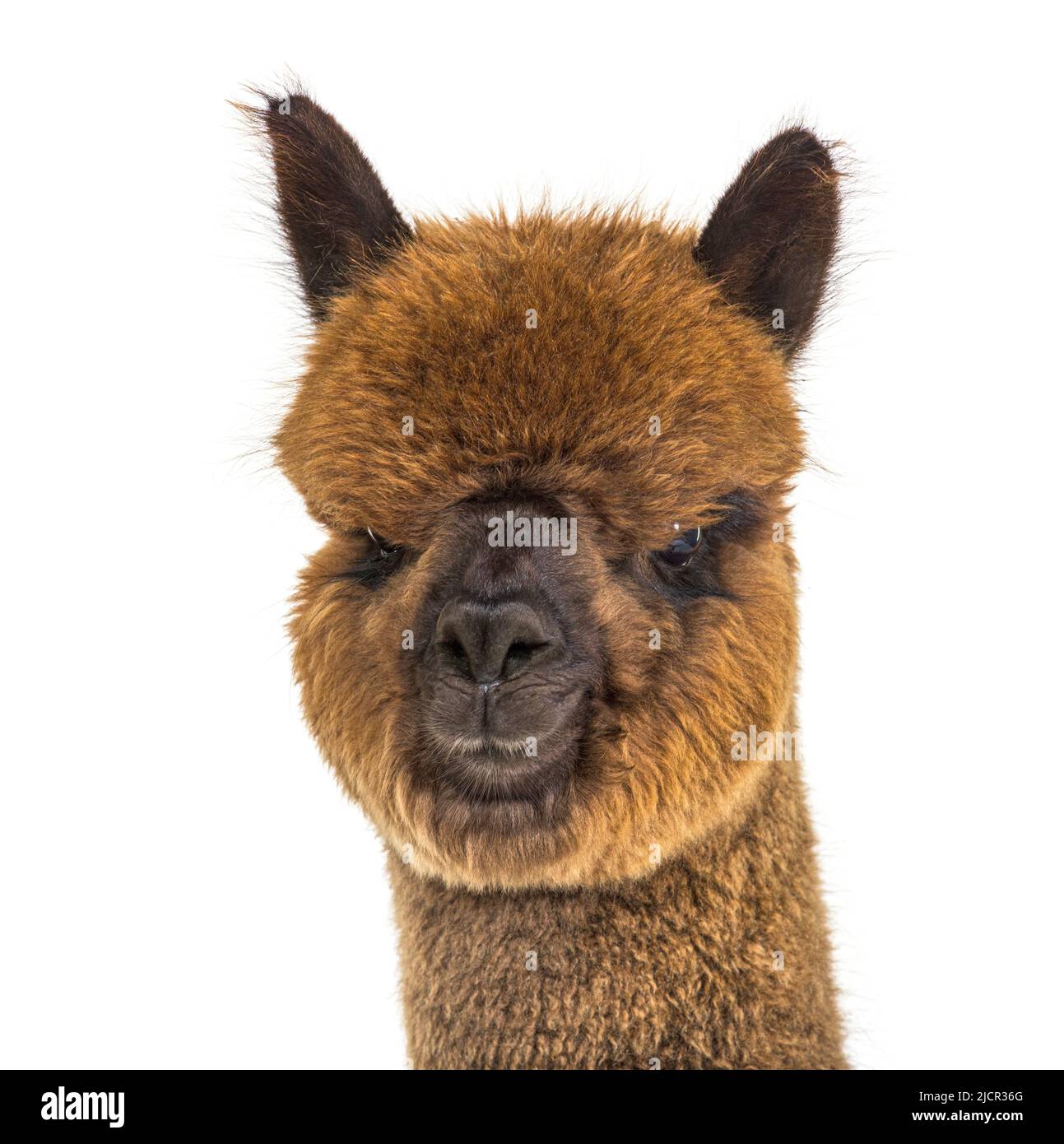 Portrait of a brown alpaca - Lama pacos, isoltaed on white Stock Photo