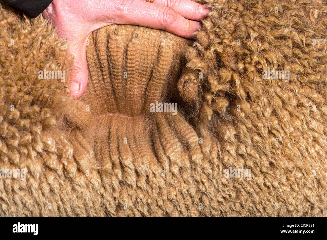 Hand spreading Dark fawn alpaca wool or fiber - Lama pacos Stock Photo