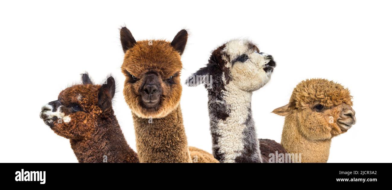 Head shot of many alpacas - Lama pacos, isoltaed on white Stock Photo