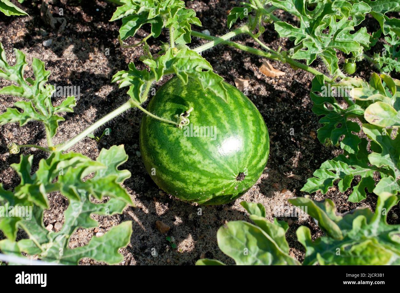 Watermelon grows on a melon bed Stock Photo Alamy