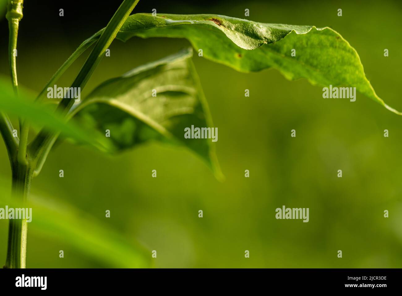 Cayenne pepper plants, green leaves with greenishwhite fruit, are used