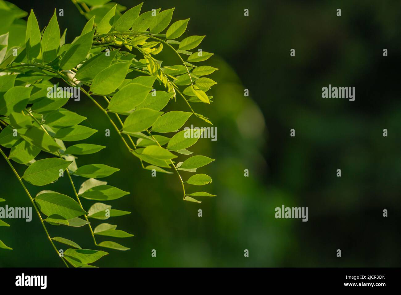 Gamal plant which has thin green leaves, grows for living fences on the edge of rice fields, plants for animal feed Stock Photo