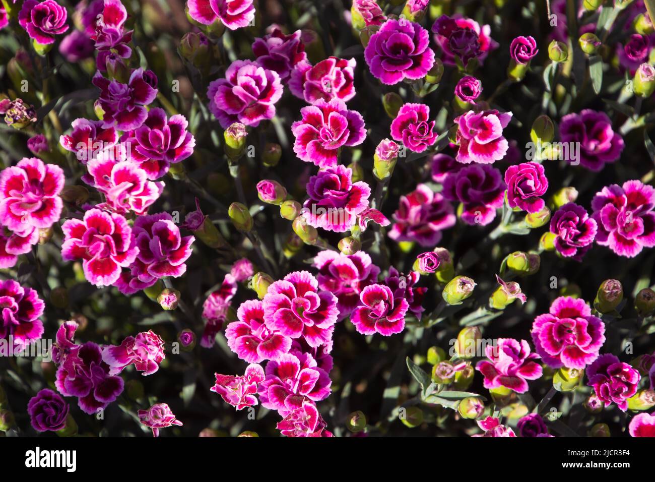 vibrant pink carnations also called Dianthus caryophyllus in the garden area in bavaria Stock Photo
