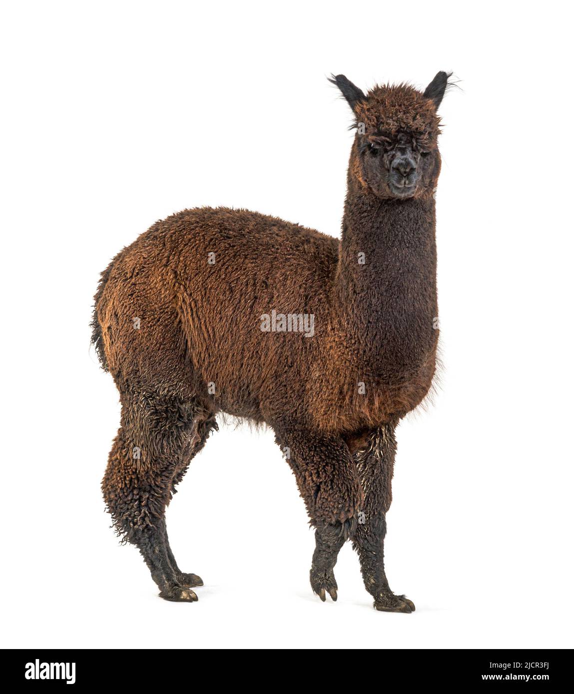 Dark rose grey hi-res stock photography and images - Alamy