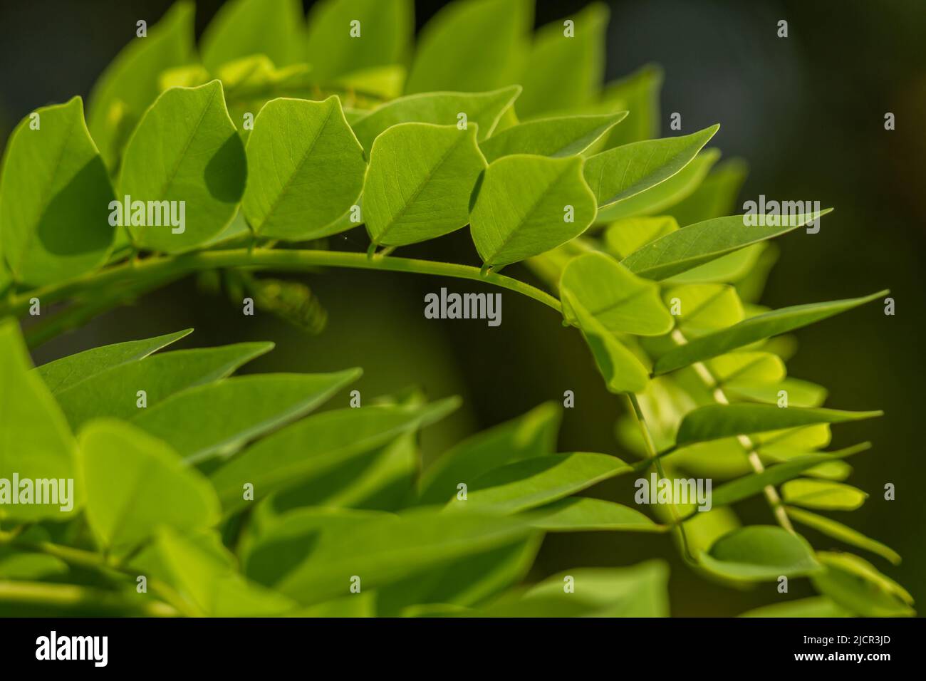 Gamal plant which has thin green leaves, grows for living fences on the edge of rice fields, plants for animal feed Stock Photo