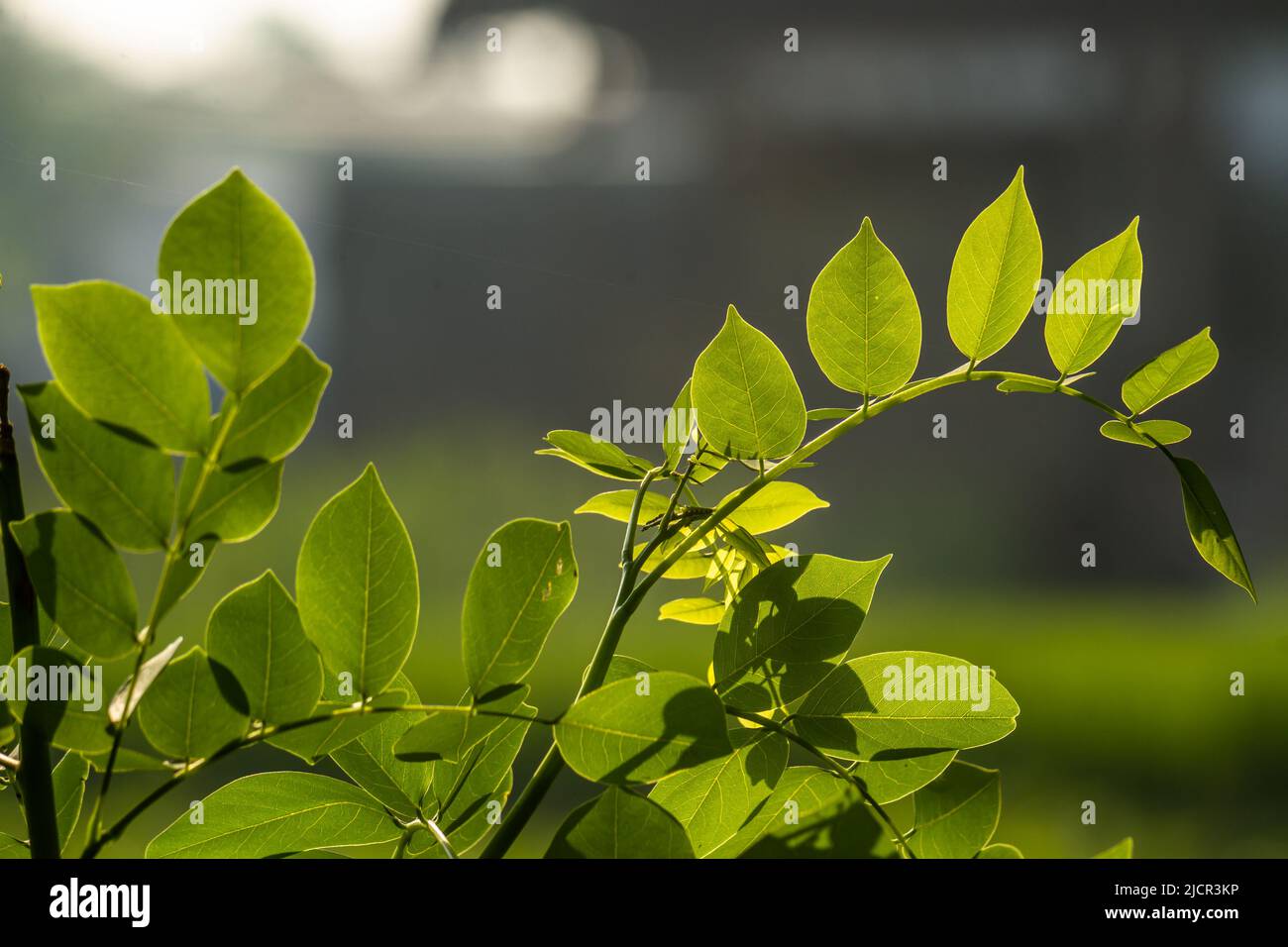 Gamal plant which has thin green leaves, grows for living fences on the edge of rice fields, plants for animal feed Stock Photo