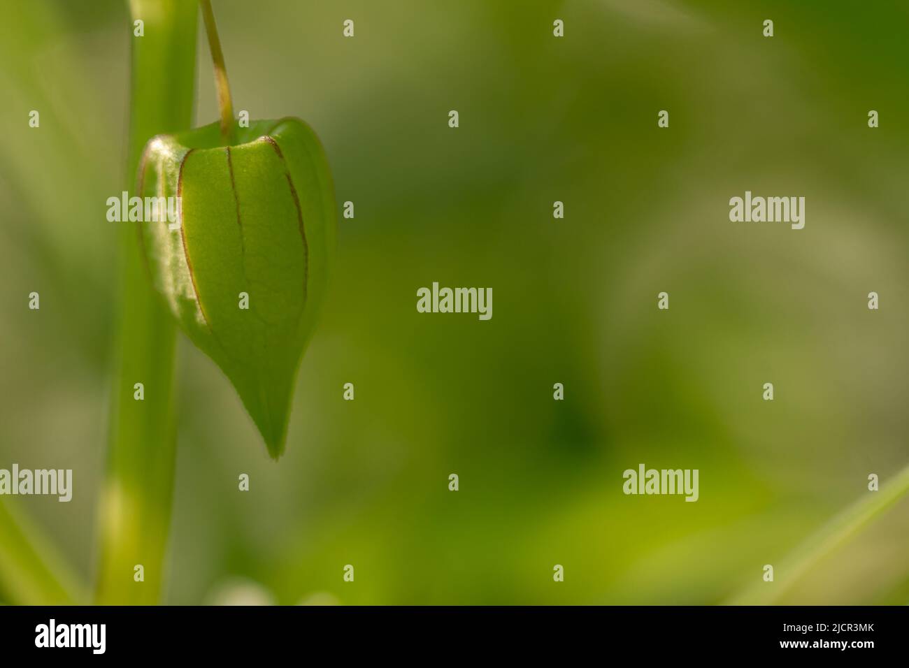 A groundcherry plant with green leaves, the stem is hollow in the middle and green, a tropical